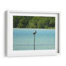 Pelícano - Hugo Segura | Cuadro decorativo de Canvas Lab