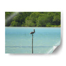 Pelícano - Hugo Segura | Cuadro decorativo de Canvas Lab