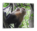 Monos - Hugo Segura | Cuadro decorativo de Canvas Lab