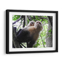 Monos - Hugo Segura | Cuadro decorativo de Canvas Lab