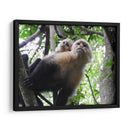 Monos - Hugo Segura | Cuadro decorativo de Canvas Lab