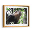 Monos - Hugo Segura | Cuadro decorativo de Canvas Lab