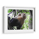 Monos - Hugo Segura | Cuadro decorativo de Canvas Lab