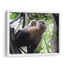 Monos - Hugo Segura | Cuadro decorativo de Canvas Lab