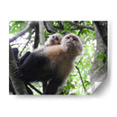 Monos - Hugo Segura | Cuadro decorativo de Canvas Lab