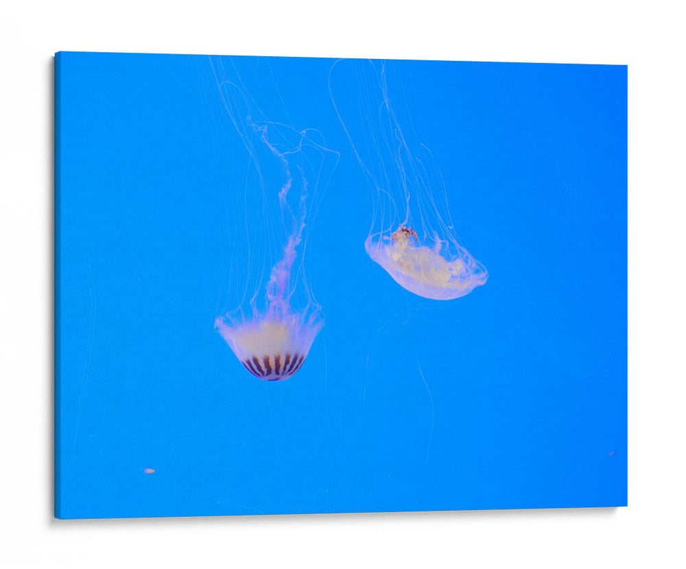 Medusas - Hugo Segura | Cuadro decorativo de Canvas Lab