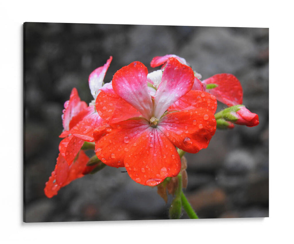 Flor en lluvia - Hugo Segura | Cuadro decorativo de Canvas Lab