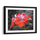 Flor en lluvia - Hugo Segura | Cuadro decorativo de Canvas Lab