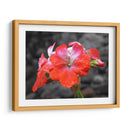Flor en lluvia - Hugo Segura | Cuadro decorativo de Canvas Lab