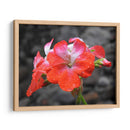 Flor en lluvia - Hugo Segura | Cuadro decorativo de Canvas Lab