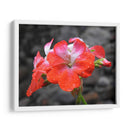 Flor en lluvia - Hugo Segura | Cuadro decorativo de Canvas Lab
