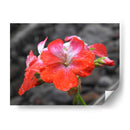 Flor en lluvia - Hugo Segura | Cuadro decorativo de Canvas Lab