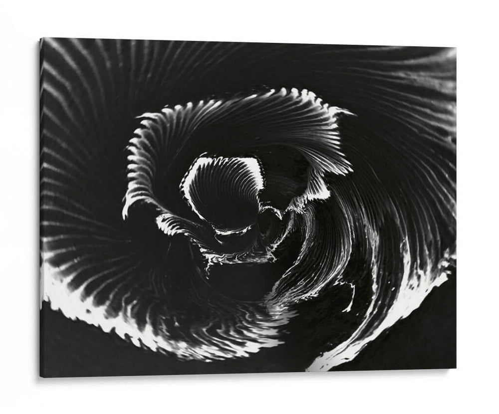 Flor - Rodrigo Barrera | Cuadro decorativo de Canvas Lab