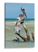 Pelícanos XII - Jaime López Portillo  | Cuadro decorativo de Canvas Lab