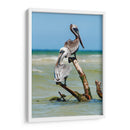 Pelícanos XII - Jaime López Portillo  | Cuadro decorativo de Canvas Lab