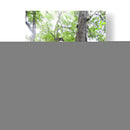 Bosque - Hugo Segura | Cuadro decorativo de Canvas Lab