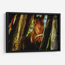 Mirada ecuestre - KevOlveRod | Cuadro decorativo de Canvas Lab