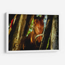 Mirada ecuestre - KevOlveRod | Cuadro decorativo de Canvas Lab