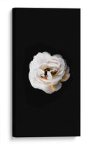 Una flor blanca | Cuadro decorativo de Canvas Lab