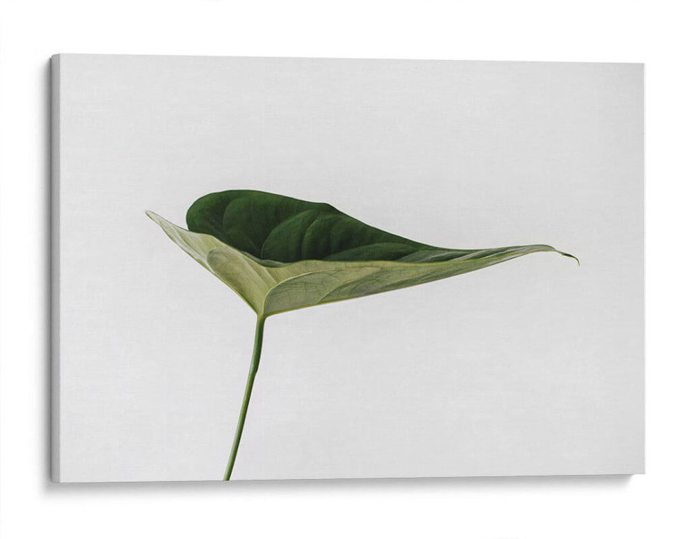 Una hoja | Cuadro decorativo de Canvas Lab