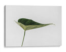 Una hoja | Cuadro decorativo de Canvas Lab