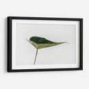 Una hoja | Cuadro decorativo de Canvas Lab