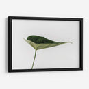 Una hoja | Cuadro decorativo de Canvas Lab