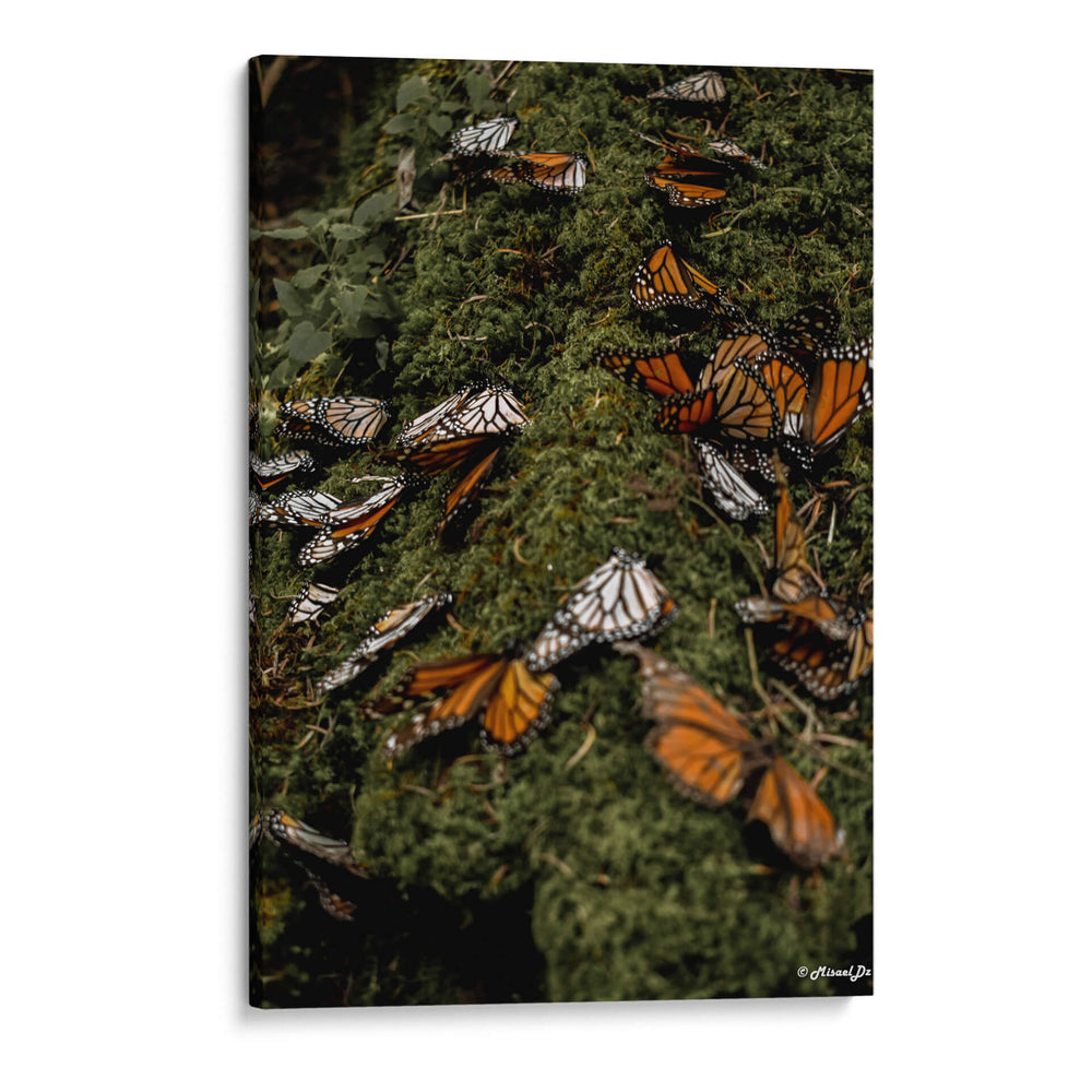 Vuela  - Misael Dz | Cuadro decorativo de Canvas Lab