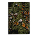 Vuela  - Misael Dz | Cuadro decorativo de Canvas Lab