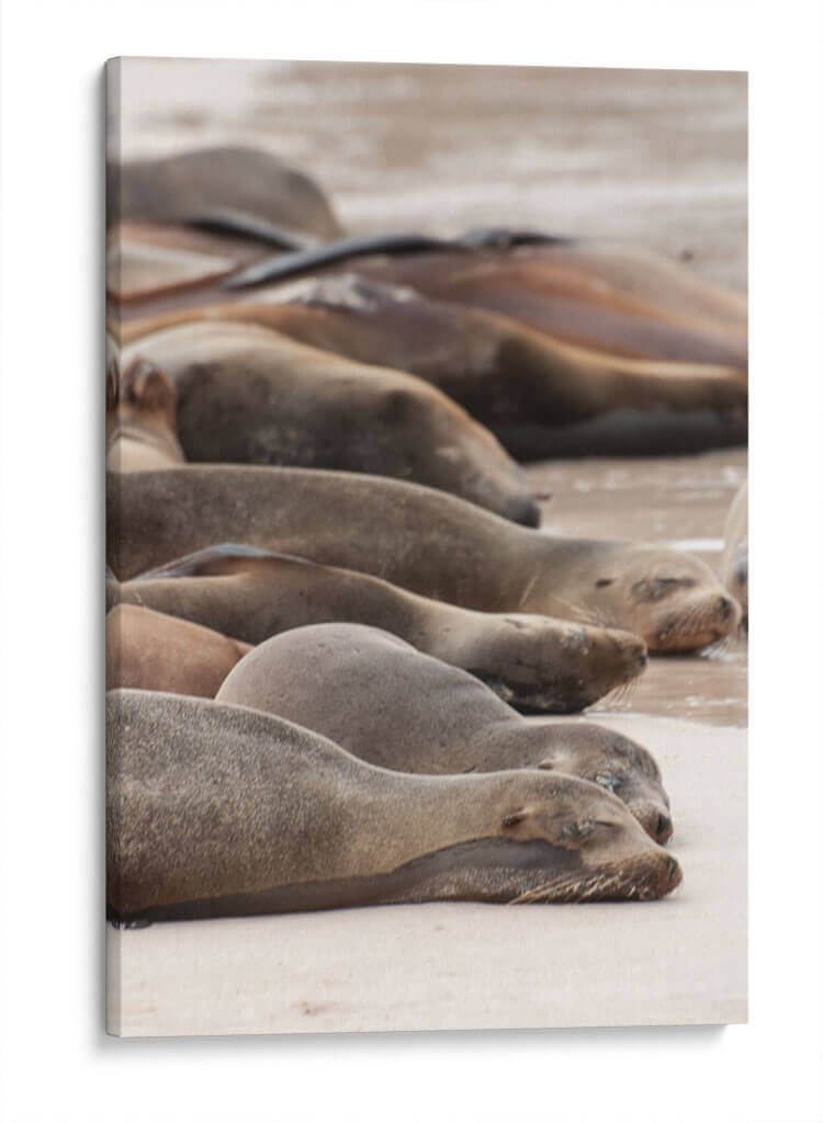 Lobos marinos en Islas Galápagos, Ecuador I  - Jaime López Portillo  | Cuadro decorativo de Canvas Lab