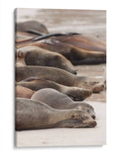 Lobos marinos en Islas Galápagos, Ecuador I  - Jaime López Portillo  | Cuadro decorativo de Canvas Lab