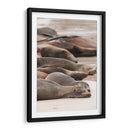 Lobos marinos en Islas Galápagos, Ecuador I  - Jaime López Portillo  | Cuadro decorativo de Canvas Lab