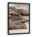 Lobos marinos en Islas Galápagos, Ecuador I  - Jaime López Portillo  | Cuadro decorativo de Canvas Lab