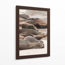 Lobos marinos en Islas Galápagos, Ecuador I  - Jaime López Portillo  | Cuadro decorativo de Canvas Lab