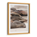 Lobos marinos en Islas Galápagos, Ecuador I  - Jaime López Portillo  | Cuadro decorativo de Canvas Lab