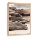 Lobos marinos en Islas Galápagos, Ecuador I  - Jaime López Portillo  | Cuadro decorativo de Canvas Lab