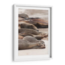 Lobos marinos en Islas Galápagos, Ecuador I  - Jaime López Portillo  | Cuadro decorativo de Canvas Lab