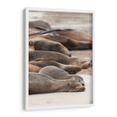 Lobos marinos en Islas Galápagos, Ecuador I  - Jaime López Portillo  | Cuadro decorativo de Canvas Lab