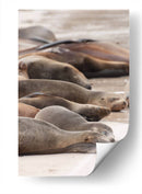 Lobos marinos en Islas Galápagos, Ecuador I  - Jaime López Portillo  | Cuadro decorativo de Canvas Lab