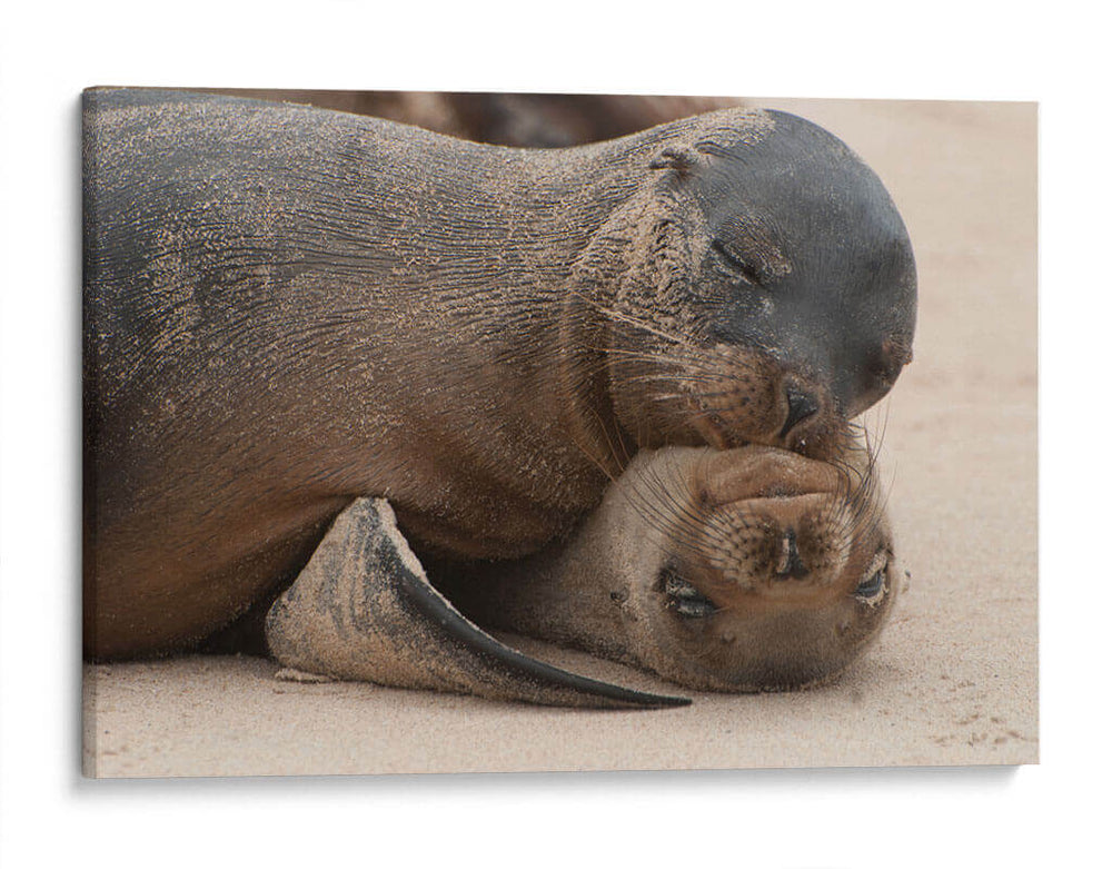 Lobos marinos en Islas Galápagos, Ecuador II - Jaime López Portillo  | Cuadro decorativo de Canvas Lab