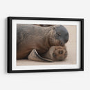 Lobos marinos en Islas Galápagos, Ecuador II - Jaime López Portillo  | Cuadro decorativo de Canvas Lab