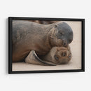 Lobos marinos en Islas Galápagos, Ecuador II - Jaime López Portillo  | Cuadro decorativo de Canvas Lab