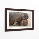 Lobos marinos en Islas Galápagos, Ecuador II - Jaime López Portillo  | Cuadro decorativo de Canvas Lab