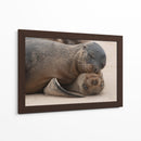 Lobos marinos en Islas Galápagos, Ecuador II - Jaime López Portillo  | Cuadro decorativo de Canvas Lab