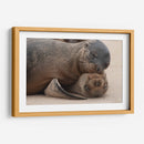 Lobos marinos en Islas Galápagos, Ecuador II - Jaime López Portillo  | Cuadro decorativo de Canvas Lab