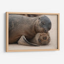 Lobos marinos en Islas Galápagos, Ecuador II - Jaime López Portillo  | Cuadro decorativo de Canvas Lab
