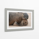 Lobos marinos en Islas Galápagos, Ecuador II - Jaime López Portillo  | Cuadro decorativo de Canvas Lab