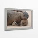 Lobos marinos en Islas Galápagos, Ecuador II - Jaime López Portillo  | Cuadro decorativo de Canvas Lab
