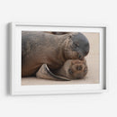 Lobos marinos en Islas Galápagos, Ecuador II - Jaime López Portillo  | Cuadro decorativo de Canvas Lab