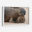 Lobos marinos en Islas Galápagos, Ecuador II - Jaime López Portillo  | Cuadro decorativo de Canvas Lab